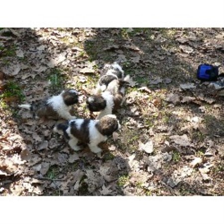 shih tzu breeders wisconsin sorenson s shih tzus shih tzu breeder in wisconsin shih tzu breeders wisconsin sorenson s shih tzus shih tzu breeder in wisconsin