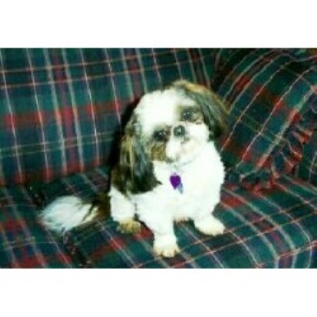 shih tzu wisconsin sorenson s shih tzus shih tzu breeder in wisconsin shih tzu wisconsin sorenson s shih tzus shih tzu breeder in wisconsin