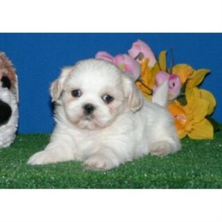 shih tzu wisconsin sorenson s shih tzus shih tzu breeder in wisconsin shih tzu wisconsin sorenson s shih tzus shih tzu breeder in wisconsin