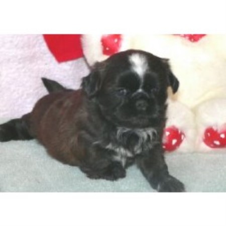 Shih Tzu breeder in Wisconsin picture 2