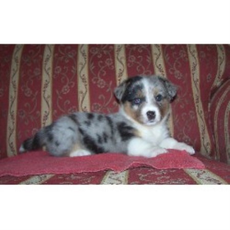 Cardigan Welsh Corgi breeder in Oklahoma picture 2
