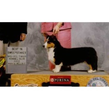 Cardigan Welsh Corgi Breeder in Tahlequah, Oklahoma