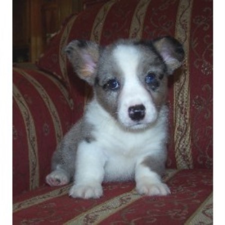 Dog Breeders Pembroke Ontario Dog Breeders Pembroke Ontario