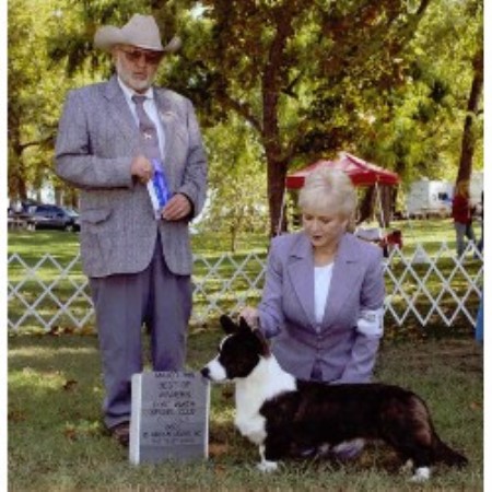 Cardigan Welsh Corgi in Oklahoma picture 2