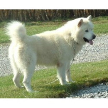 Alaskan Malamute breeder in West Unity Ohio