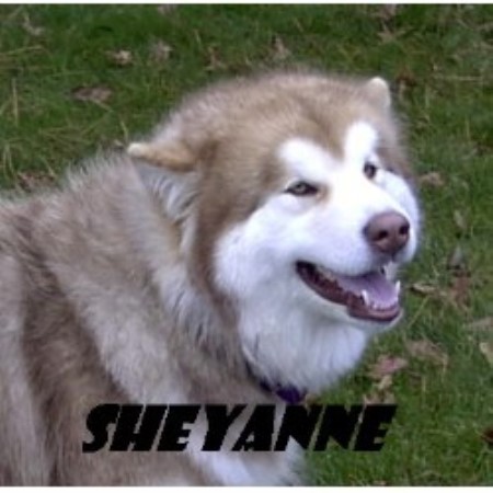 Alaskan Malamute in Ohio picture 2