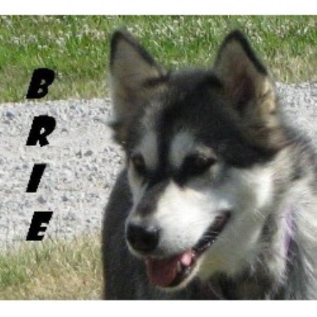 Alaskan Malamute in Ohio