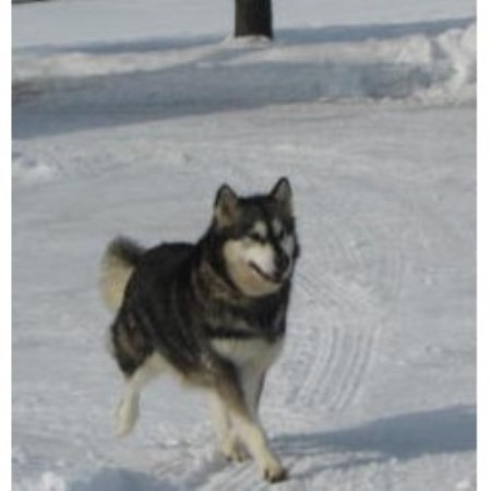 Alaskan Malamute breeder in Ohio picture 2