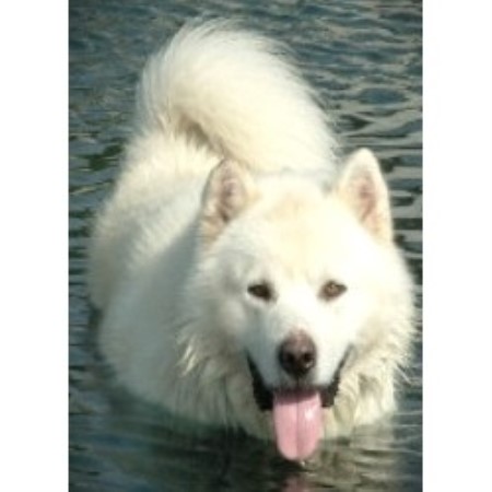 Alaskan Malamute Breeder in West Unity, Ohio
