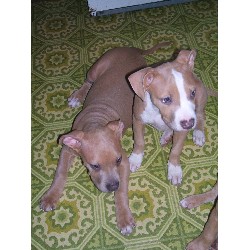 APBT in Maryland