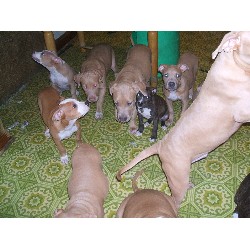 American Pit Bull Terrier breeder in Salisbury Maryland