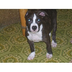 APBT in Maryland picture 2