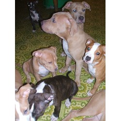 American Pit Bull Terrier Breeder in Salisbury, Maryland