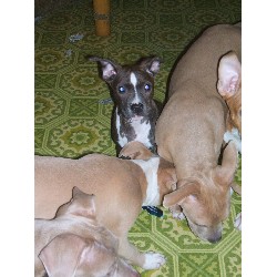 APBT breeder in Maryland picture 2