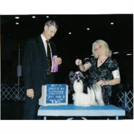 Shih Tzu breeder in Georgia picture 2