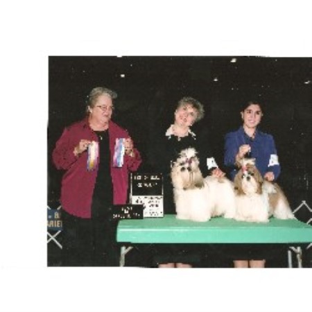 Shih Tzu breeder in Douglasville Georgia