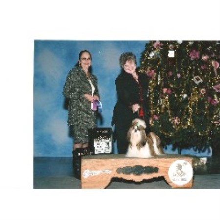 Shih Tzu in Georgia picture 2