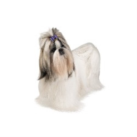 shih tzu ga rocking k shih tzu shih tzu breeder in douglasville shih tzu ga rocking k shih tzu shih tzu breeder in douglasville