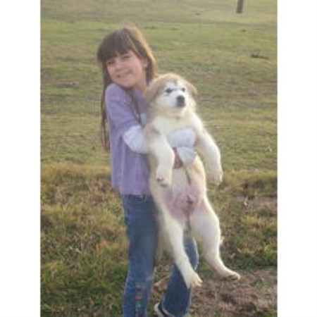 alaskan malamute puppies ohio alaskan malamute breeders in freedoglistings alaskan malamute puppies ohio alaskan malamute breeders in freedoglistings