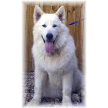 Alaskan Malamute in Texas picture 2