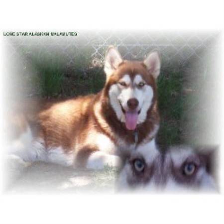 Alaskan Malamute breeder in Brashear Texas