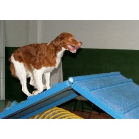 Brittany breeder in Dunnellon (Ocala) Florida