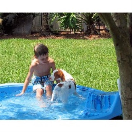 Brittany breeder in Florida picture 2