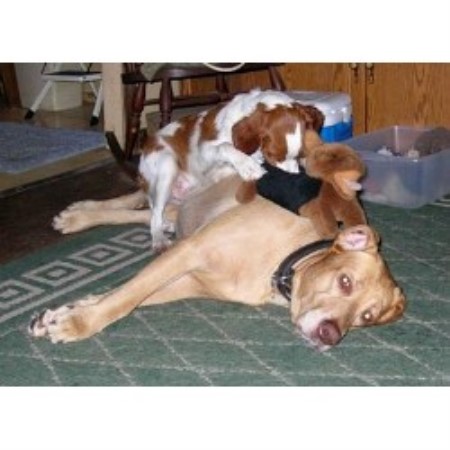 Brittany Breeder in Dunnellon (Ocala), Florida