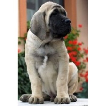 Mastiff in Illinois picture 2