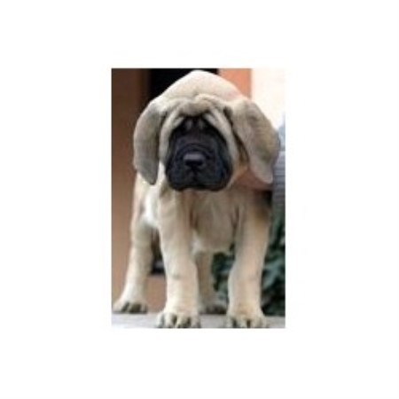 Mastiff breeder in Kankakee  Illinois