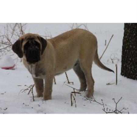 Mastiff in Illinois