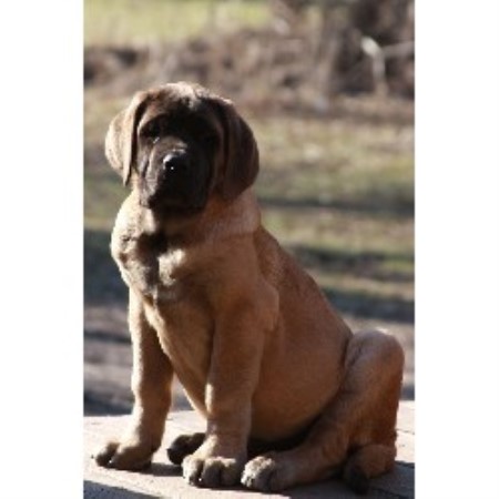 Mastiff breeder in Illinois picture 2