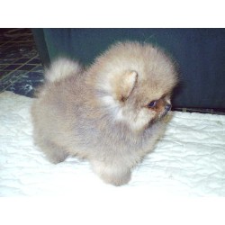 Pomeranian breeder in Missouri picture 2