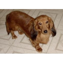 Doxie in Georgia