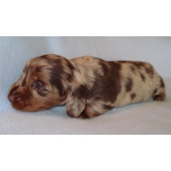 Doxie in Georgia picture 2