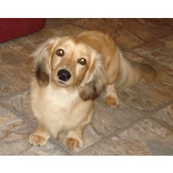 Dachshund Breeder in Loganville, Georgia