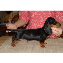 Doxie breeder in Georgia picture 2