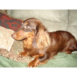 Dachshund breeder in Loganville Georgia