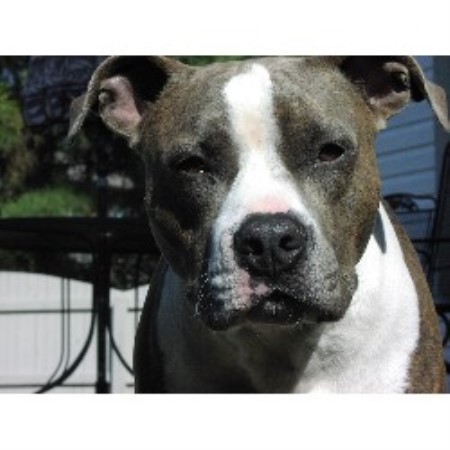 APBT in Virginia picture 2