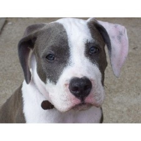 American Pit Bull Terrier breeder in Richmond Virginia