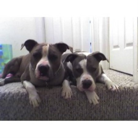 APBT in Virginia