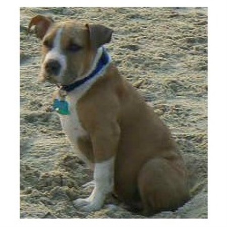 APBT breeder in Virginia picture 2
