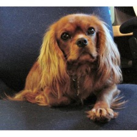 Cavalier King Charles Spaniel in Alabama