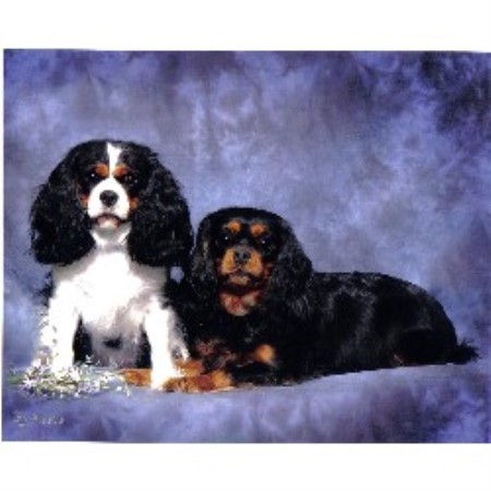Cavalier King Charles Spaniel in Alabama picture 2
