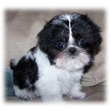 Shih Tzu breeder in Utah picture 2