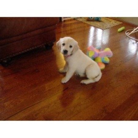 golden retriever puppies central illinois charisgoldens golden retriever breeder in peoria illinois golden retriever puppies central illinois charisgoldens golden retriever breeder in peoria illinois