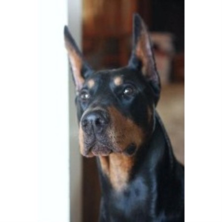 Doberman Pinscher Breeder in Wichita , Kansas