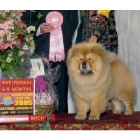 shih tzu rescue fort worth intatto chow chows chow chow breeder in fort worth shih tzu rescue fort worth intatto chow chows chow chow breeder in fort worth