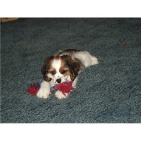 American Cocker Spaniel in Mississippi