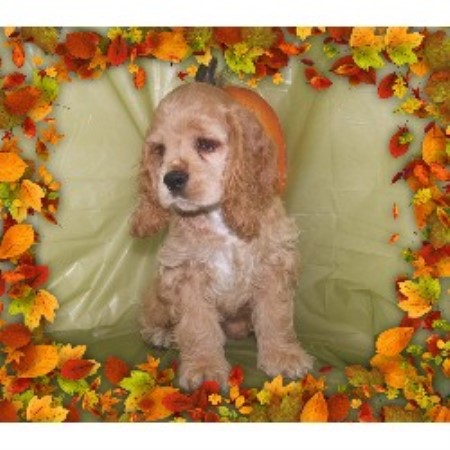 American Cocker Spaniel Breeder in Dennis, Mississippi